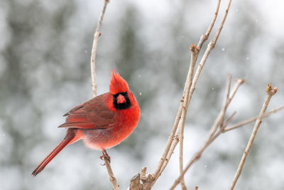 Close-up of a bird perching on branch