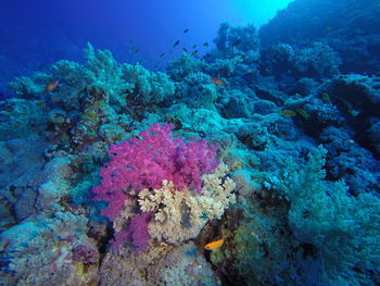 View of coral underwater