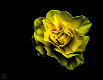 Close-up of yellow rose blooming against black background