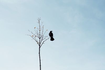 Low angle view of bird perching on tree against sky