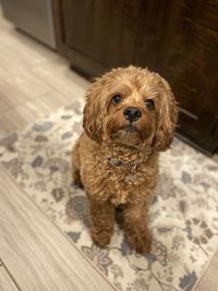 Dog looking at owner