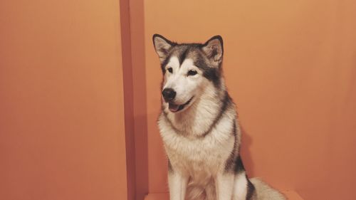 Portrait of a dog looking away