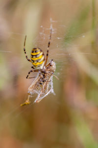 Close-up of spider on web
