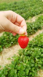Close-up of hand holding strawberries