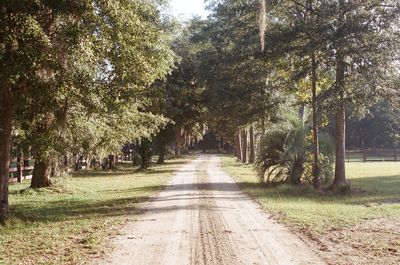 Road passing through forest