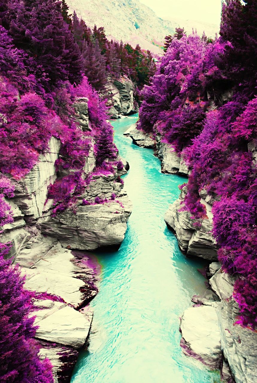 water, flower, beauty in nature, nature, growth, tree, tranquility, tranquil scene, plant, rock - object, scenics, purple, day, pink color, lake, outdoors, river, branch, no people, high angle view