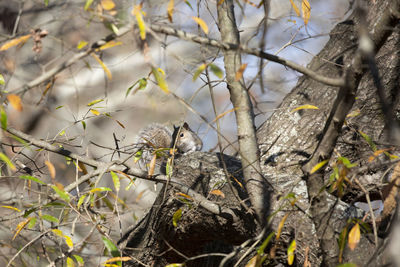 Bird perching on tree