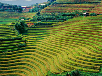 Scenic view of agricultural field