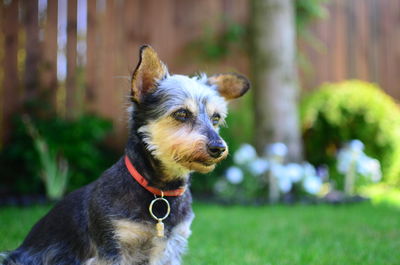 Close-up portrait of dog