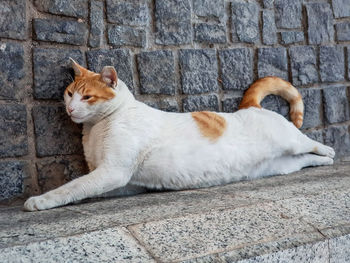 Cat lying on cobblestone