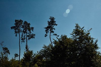 Low angle view of silhouette trees against sky at night