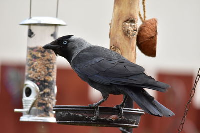 Close-up of bird , jackdaw, perching on wooden post
