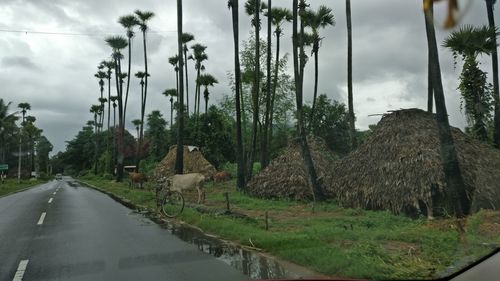 Panoramic shot of trees against sky