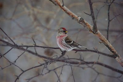 Close-up of bird perching on branch