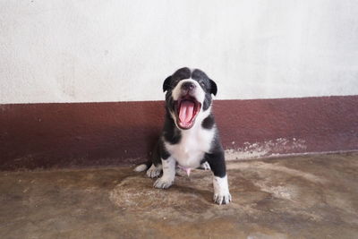 Portrait of dog yawning while sitting on floor