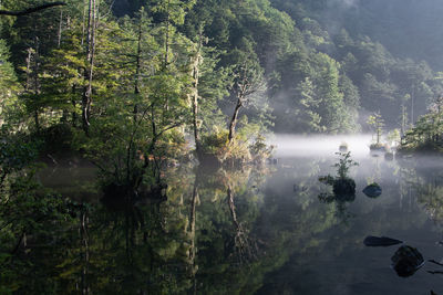 Scenic view of waterfall in forest