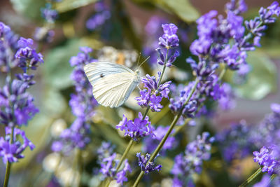 Close-up of butterfly on purple flower