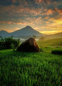 Scenic view of field against sky during sunset