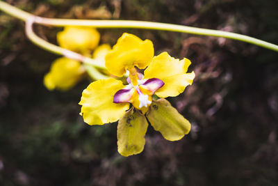 Close-up of yellow flowering plant