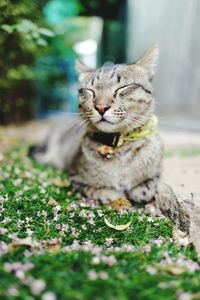 Cat lying on a field