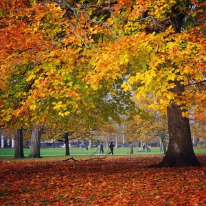 Autumn leaves in park