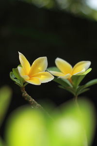 Close-up of frangipani blooming outdoors