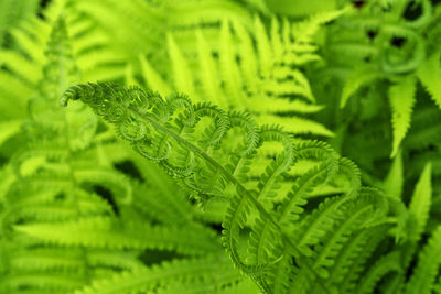 ferns and horsetails