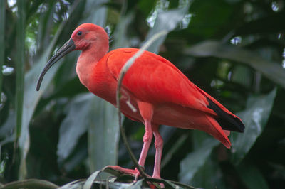 Close-up of a bird perching on tree