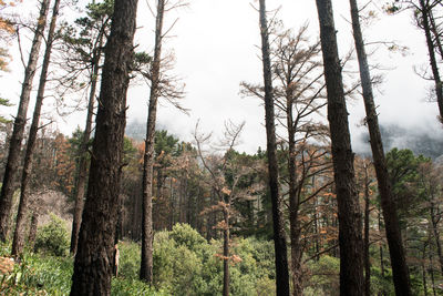 Trees in forest against sky