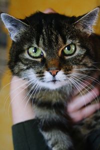 Close-up portrait of cat