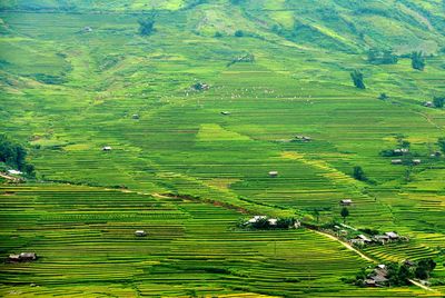 High angle view of green field