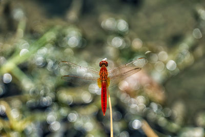 Scarlet dragonfly in selous national park
