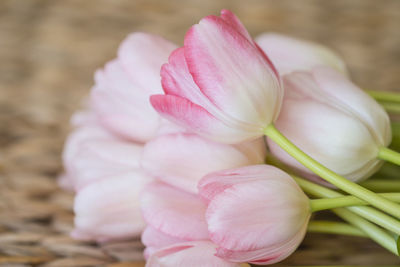 Close-up of pink flower