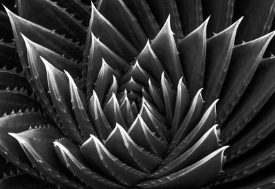 Full frame shot of the succulent plant
