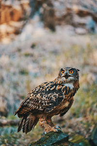 Close-up of owl looking away while perching outdoors