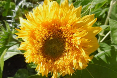 Close-up of sunflower blooming outdoors