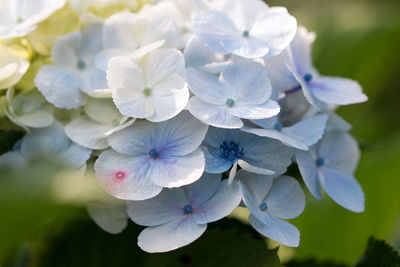 Close-up of white hydrangea flowers