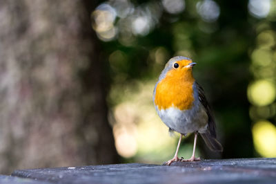 Close-up of bird perching outdoors