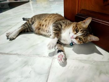 High angle view of cat lying on floor