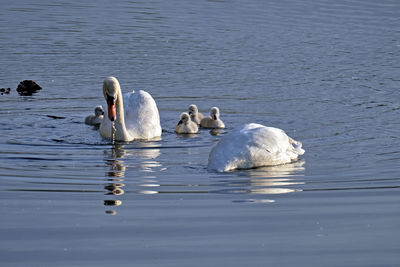 Swans swimming in lake