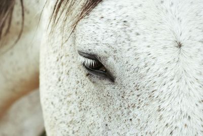 Close-up of animal eye