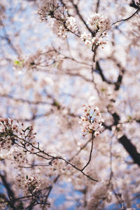 Low angle view of cherry blossoms in spring