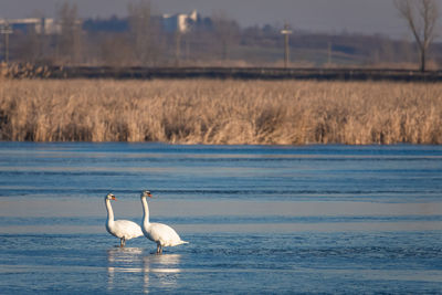 Swans in lake