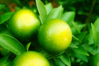 Close-up of fruits on tree