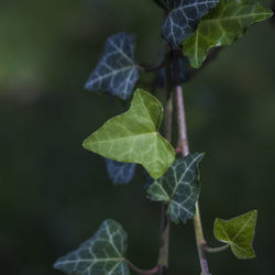 Close-up of green leaves on plant