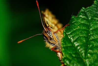 Close-up of spider on leaf