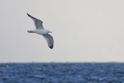 Seagull flying over sea against sky