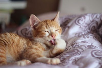 Close-up of cat resting on bed at home