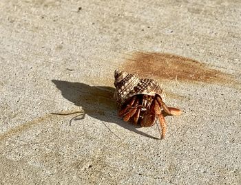 High angle view of crab on sand