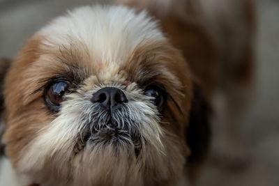 Close-up portrait of dog